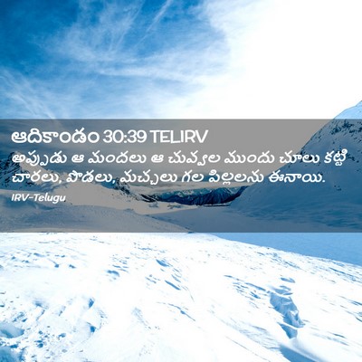 Picture 02 - ఆదికాండం 30:39 TELIRV - అప్పుడు ఆ మందలు ఆ - Bible Verse Picture