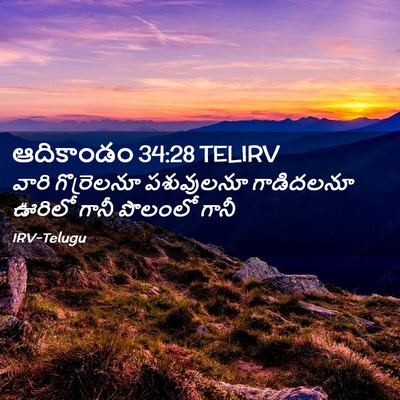 Picture 02 - ఆదికాండం 34:28 TELIRV - వారి గొర్రెలనూ - Bible Verse Picture