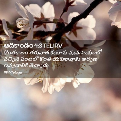 Picture 02 - ఆదికాండం 4:3 TELIRV - కొంతకాలం తరువాత - Bible Verse Picture