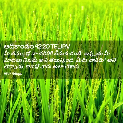 Picture 02 - ఆదికాండం 42:20 TELIRV - మీ తమ్ముణ్ణి నా - Bible Verse Picture
