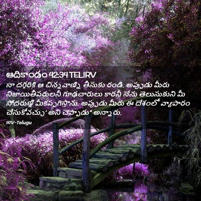 Picture 02 - ఆదికాండం 42:34 TELIRV - నా దగ్గరికి ఆ - Bible Verse Picture