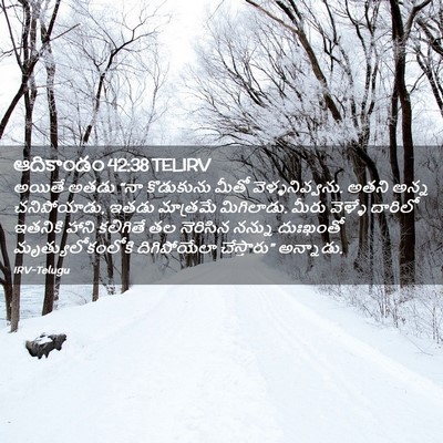 Picture 02 - ఆదికాండం 42:38 TELIRV - అయితే అతడు “నా - Bible Verse Picture