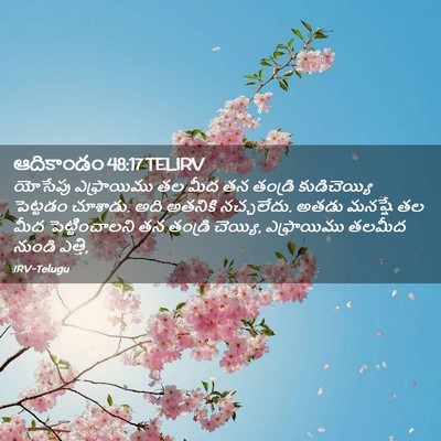 Picture 02 - ఆదికాండం 48:17 TELIRV - యోసేపు ఎఫ్రాయిము - Bible Verse Picture