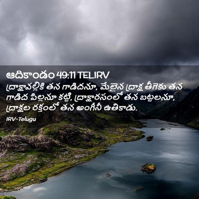 Picture 02 - ఆదికాండం 49:11 TELIRV - ద్రాక్షావల్లికి - Bible Verse Picture