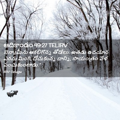 Picture 02 - ఆదికాండం 49:27 TELIRV - బెన్యామీను - Bible Verse Picture