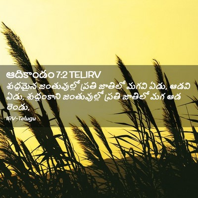 Picture 02 - ఆదికాండం 7:2 TELIRV - శుద్ధమైన - Bible Verse Picture