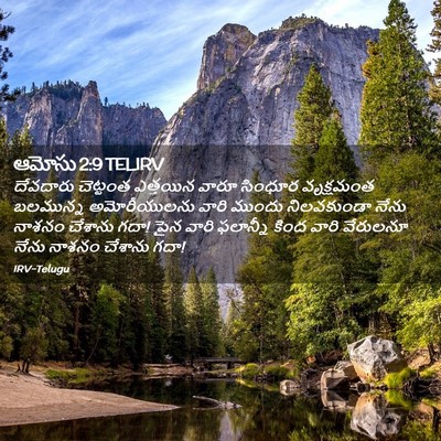 Picture 02 - ఆమోసు 2:9 TELIRV - దేవదారు చెట్టంత - Bible Verse Picture