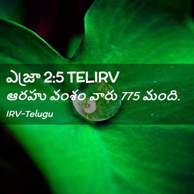 Picture 02 - ఎజ్రా 2:5 TELIRV - ఆరహు వంశం వారు 775 - Bible Verse Picture