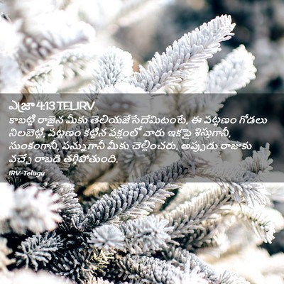 Picture 02 - ఎజ్రా 4:13 TELIRV - కాబట్టి రాజైన - Bible Verse Picture