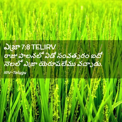 Picture 02 - ఎజ్రా 7:8 TELIRV - రాజు పాలనలో ఏడో - Bible Verse Picture