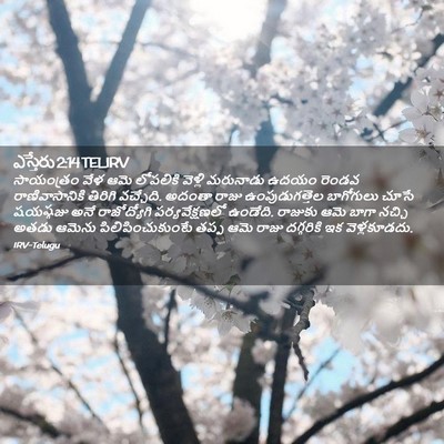 Picture 02 - ఎస్తేరు 2:14 TELIRV - సాయంత్రం వేళ ఆమె - Bible Verse Picture