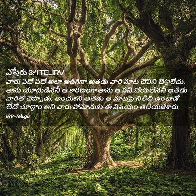 Picture 02 - ఎస్తేరు 3:4 TELIRV - వారు పదే పదే అలా - Bible Verse Picture