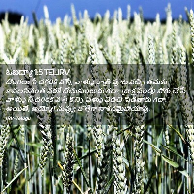 Picture 02 - ఓబద్యా 1:5 TELIRV - దొంగలు నీ - Bible Verse Picture