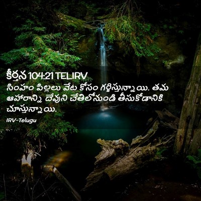 Picture 02 - కీర్తన 104:21 TELIRV - సింహం పిల్లలు వేట - Bible Verse Picture