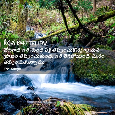 Picture 02 - కీర్తన 124:7 TELIRV - వేటగాడి ఉరి నుండి - Bible Verse Picture