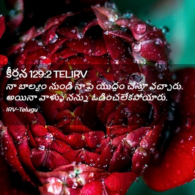 Picture 02 - కీర్తన 129:2 TELIRV - నా బాల్యం నుండి - Bible Verse Picture