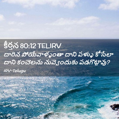 Picture 02 - కీర్తన 80:12 TELIRV - దారిన - Bible Verse Picture