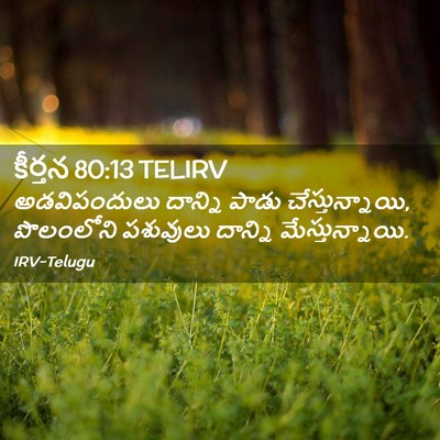 Picture 02 - కీర్తన 80:13 TELIRV - అడవిపందులు దాన్ని - Bible Verse Picture