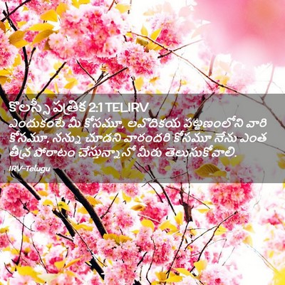 Picture 02 - కొలస్సీ పత్రిక 2:1 TELIRV - ఎందుకంటే మీ కోసమూ, - Bible Verse Picture