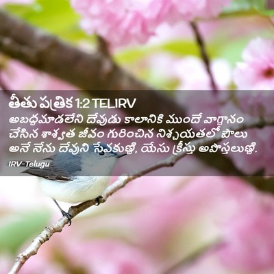 Picture 02 - తీతు పత్రిక 1:2 TELIRV - అబద్ధమాడలేని - Bible Verse Picture