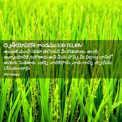 Picture 02 - ద్వితీయోపదేశ కాండము 1:39 TELIRV - అయితే మంచీ చెడూ - Bible Verse Picture
