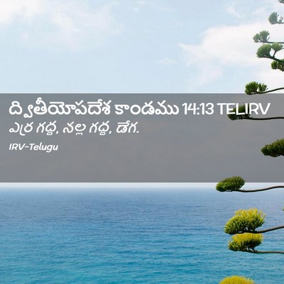 Picture 02 - ద్వితీయోపదేశ కాండము 14:13 TELIRV - ఎర్ర గద్ద, నల్ల - Bible Verse Picture