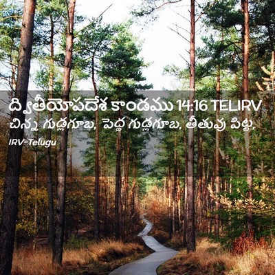 Picture 02 - ద్వితీయోపదేశ కాండము 14:16 TELIRV - చిన్న గుడ్లగూబ, - Bible Verse Picture