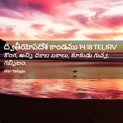 Picture 02 - ద్వితీయోపదేశ కాండము 14:18 TELIRV - కొంగ, అన్ని రకాల - Bible Verse Picture