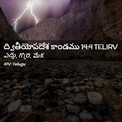 Picture 02 - ద్వితీయోపదేశ కాండము 14:4 TELIRV - ఎద్దు, గొర్రె, - Bible Verse Picture