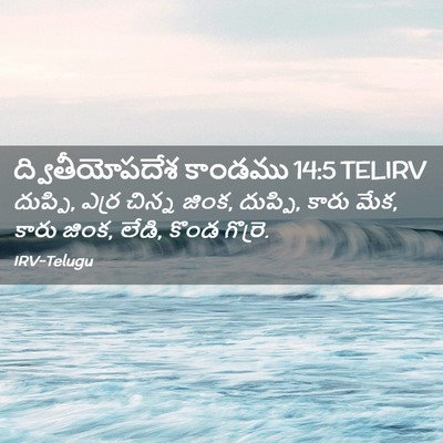 Picture 02 - ద్వితీయోపదేశ కాండము 14:5 TELIRV - దుప్పి, ఎర్ర చిన్న - Bible Verse Picture
