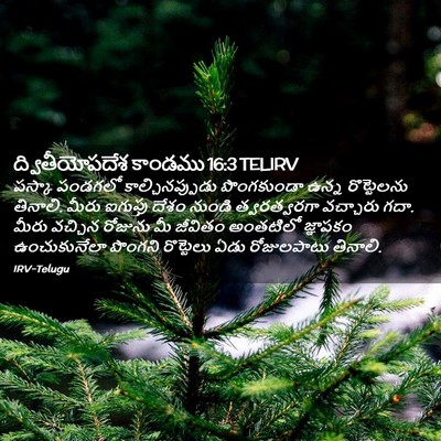Picture 02 - ద్వితీయోపదేశ కాండము 16:3 TELIRV - పస్కా పండగలో - Bible Verse Picture