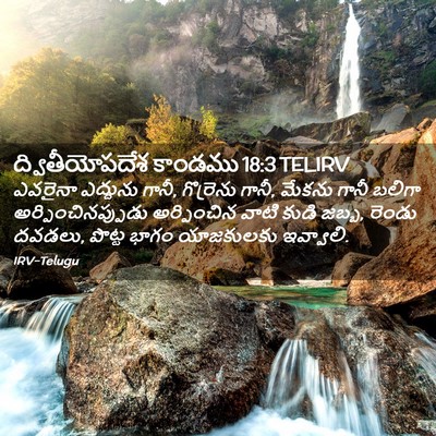 Picture 02 - ద్వితీయోపదేశ కాండము 18:3 TELIRV - ఎవరైనా ఎద్దును - Bible Verse Picture