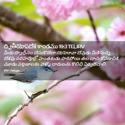 Picture 02 - ద్వితీయోపదేశ కాండము 19:3 TELIRV - మీరు స్వాధీనం - Bible Verse Picture