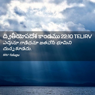 Picture 02 - ద్వితీయోపదేశ కాండము 22:10 TELIRV - ఎద్దునూ గాడిదనూ - Bible Verse Picture