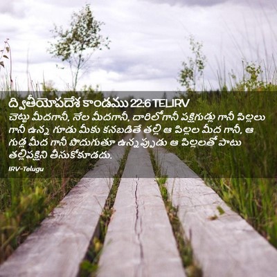 Picture 02 - ద్వితీయోపదేశ కాండము 22:6 TELIRV - చెట్టు మీదగానీ, - Bible Verse Picture
