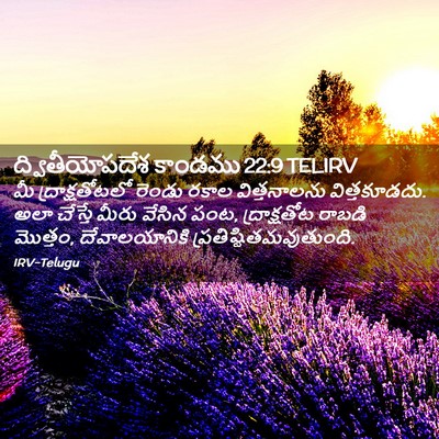 Picture 02 - ద్వితీయోపదేశ కాండము 22:9 TELIRV - మీ ద్రాక్షతోటలో - Bible Verse Picture