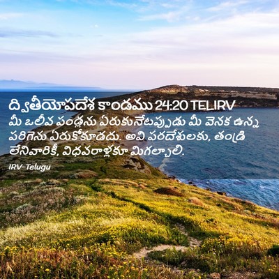 Picture 02 - ద్వితీయోపదేశ కాండము 24:20 TELIRV - మీ ఒలీవ పండ్లను - Bible Verse Picture