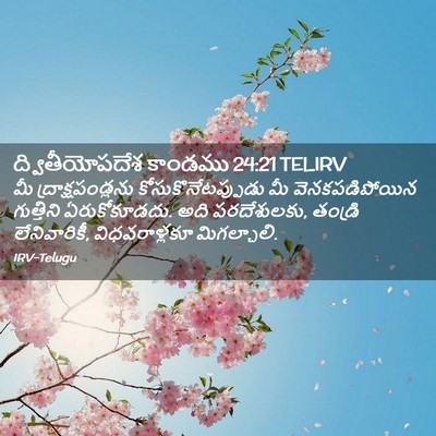 Picture 02 - ద్వితీయోపదేశ కాండము 24:21 TELIRV - మీ ద్రాక్షపండ్లను - Bible Verse Picture