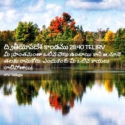 Picture 02 - ద్వితీయోపదేశ కాండము 28:40 TELIRV - మీ ప్రాంతమంతా - Bible Verse Picture