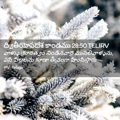 Picture 02 - ద్వితీయోపదేశ కాండము 28:50 TELIRV - వాళ్ళు క్రూరత్వం - Bible Verse Picture