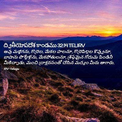 Picture 02 - ద్వితీయోపదేశ కాండము 32:14 TELIRV - ఆవు మజ్జిగను, - Bible Verse Picture