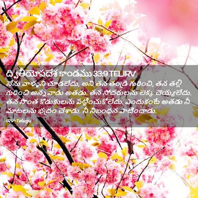 Picture 02 - ద్వితీయోపదేశ కాండము 33:9 TELIRV - నేను వాళ్ళని - Bible Verse Picture