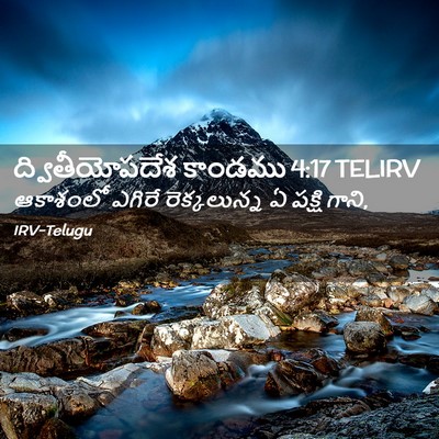 Picture 02 - ద్వితీయోపదేశ కాండము 4:17 TELIRV - ఆకాశంలో ఎగిరే - Bible Verse Picture