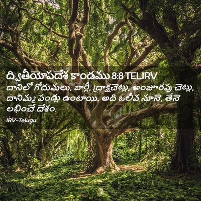 Picture 02 - ద్వితీయోపదేశ కాండము 8:8 TELIRV - దానిలో గోదుమలు, - Bible Verse Picture