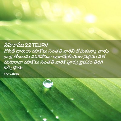 Picture 02 - నహూము 2:2 TELIRV - దోపిడీ దారులు - Bible Verse Picture