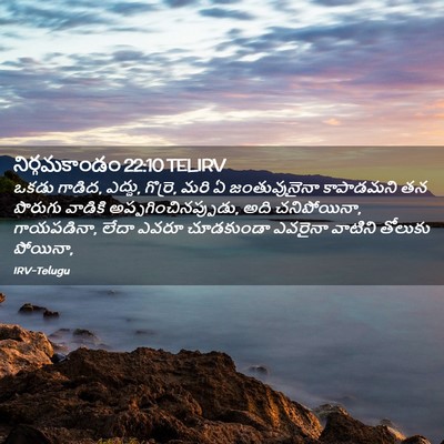 Picture 02 - నిర్గమకాండం 22:10 TELIRV - ఒకడు గాడిద, ఎద్దు, - Bible Verse Picture