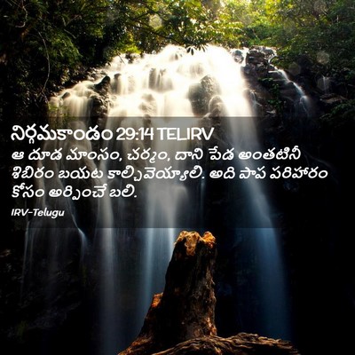 Picture 02 - నిర్గమకాండం 29:14 TELIRV - ఆ దూడ మాంసం, చర్మం, - Bible Verse Picture