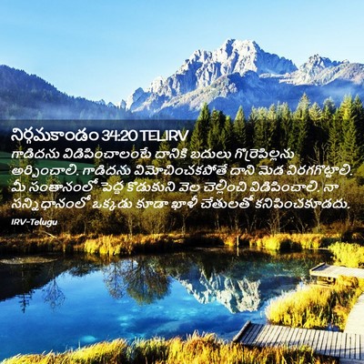 Picture 02 - నిర్గమకాండం 34:20 TELIRV - గాడిదను - Bible Verse Picture
