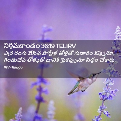 Picture 02 - నిర్గమకాండం 36:19 TELIRV - ఎర్ర రంగు వేసిన - Bible Verse Picture