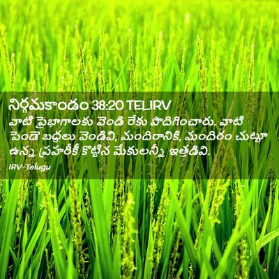 Picture 02 - నిర్గమకాండం 38:20 TELIRV - వాటి పైభాగాలకు - Bible Verse Picture